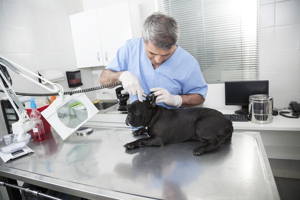 French bulldog visiting a veterinary clinic