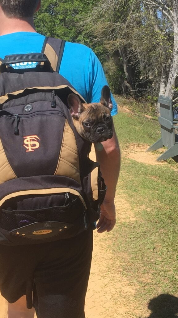 Charlie riding in a backpack on a hiking trail as a puppy