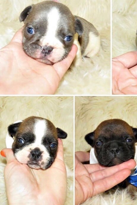 Three young French Bulldog puppies, each held in a person's hand
