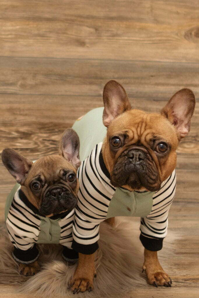 Two fawn French Bulldogs, an adult and a puppy, in matching striped shirts