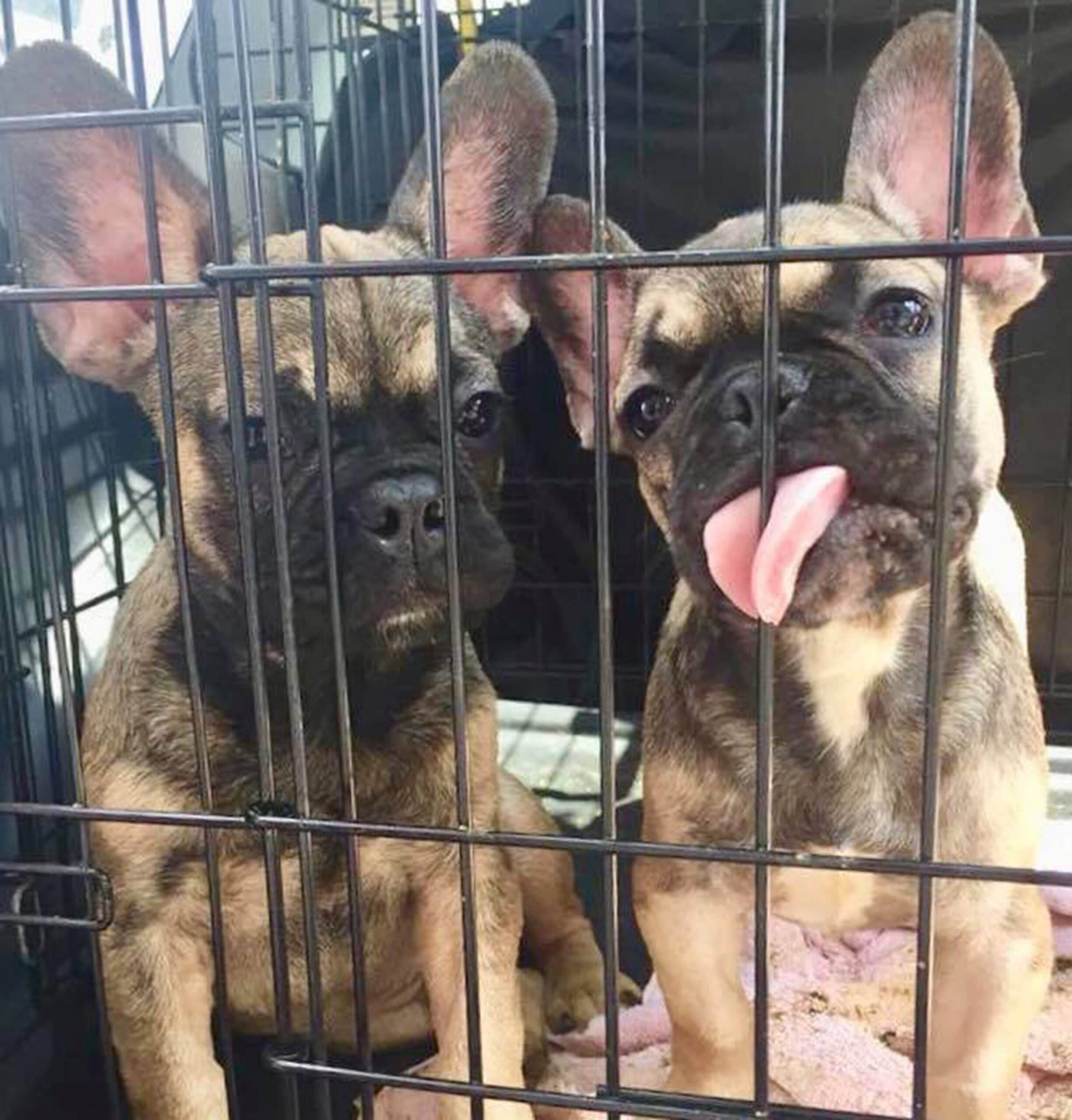 French bulldog puppies in cage
