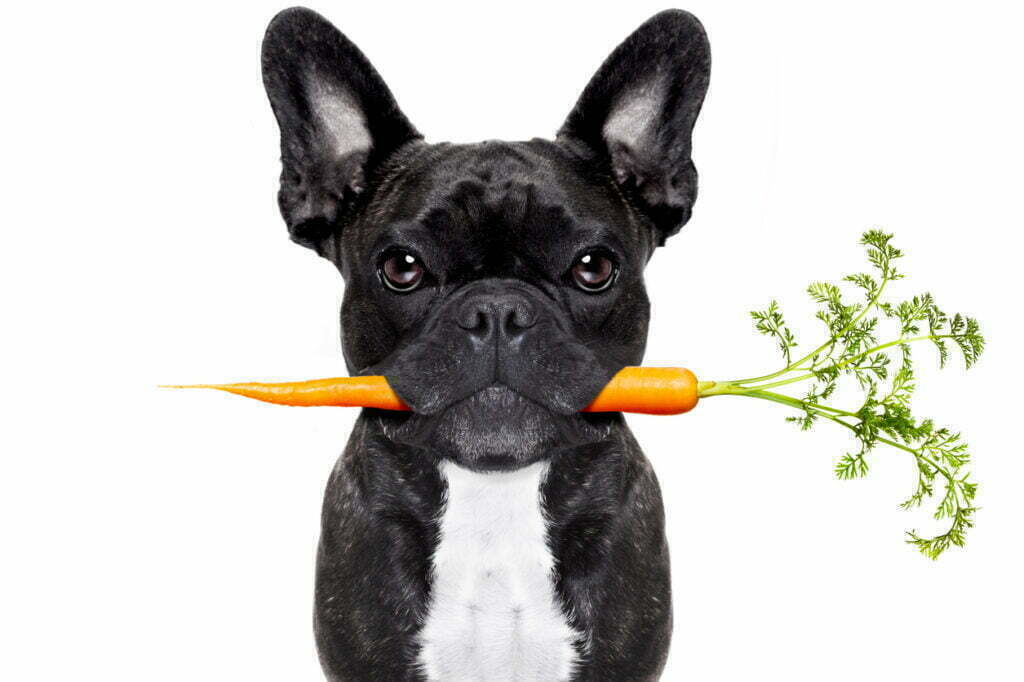 French bulldog with carrot in mouth